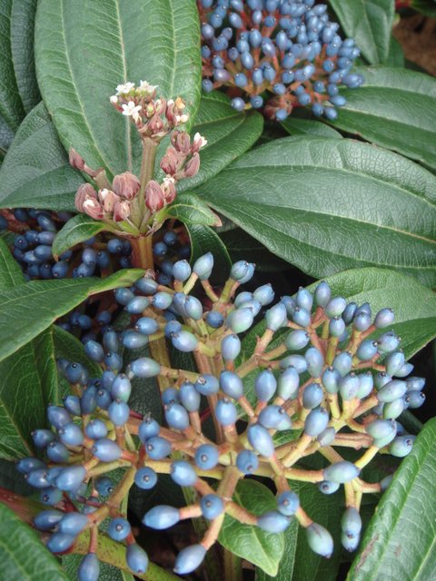 Viburnum davidii fruit